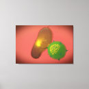 Recherche de immunologique posters Horizontal