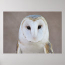 Recherche de chouette posters Image