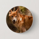 Recherche de loups sauvages badges Prédateur