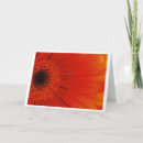 Search for orange gerbera cards Nature