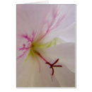 Search for detail cards Pink