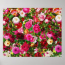 Search for winter roses posters Flowers