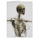 Recherche de sternum Biologie