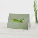 Search for grasshopper cards Photography