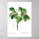 Recherche de vintage botanical posters Redoute