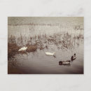 Search for happy duck postcards Happy valentine's day