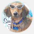 Search for dog swimming stickers Summer