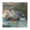 Search for duck tiles Mallard