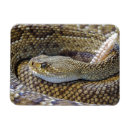 Search for venomous Predator