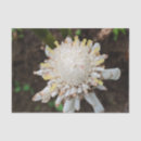Search for hawaiian flowers tissue paper White