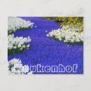 Search for flower bulbs postcards Tulips