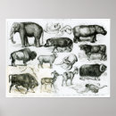 Recherche de crâne de buffle posters Bison