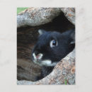 Recherche de lapin noir cartes postales Nature