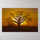 Search for bur Oak