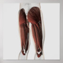 Recherche de fibres musculaires posters Biologie