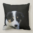 Recherche de de border collie coussins Headshot