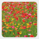Search for field poppies stickers Floral