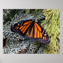 Recherche de evergreen posters Nature