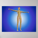 Recherche de anatomie humaine posters Bras