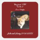 Search for ginger cat stickers Funny
