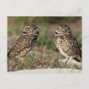 Search for closed postcards Bird