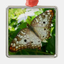 Recherche de fleurs exotiques ornements Tropical