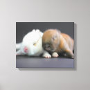 Search for dwarfs photography Pets