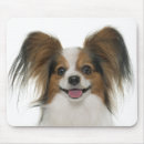 Recherche de chien papillon tapis souris Chiot