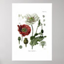 Search for opium posters Flower