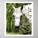 Recherche de cheval d appaloosa posters Blanc