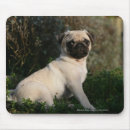 Recherche de chiot carlin tapis souris 12 semaines