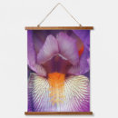 Recherche de iris barbu Photographie
