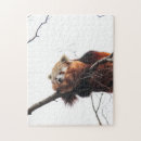 Search for red panda puzzles Animal