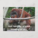 Search for monkey pictures postcards Zoo