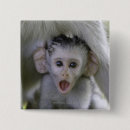 Search for baboon buttons Animal
