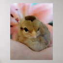 Recherche de poulain posters Photographie