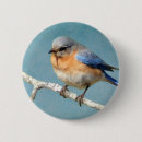 Recherche de oiseau bleu oriental Animal