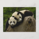 Search for giant sympathy cards Behaviour