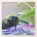 Search for macro coasters Nature