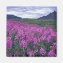 Search for fireweed magnets Yukon