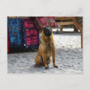 Recherche de chien chinois cartes postales Shar pei