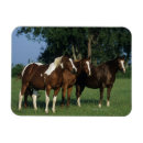 Recherche de peinture de cheval magnets Équestre
