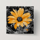 Search for spring daisy buttons Floral