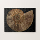 Search for fossil puzzles Ammonite