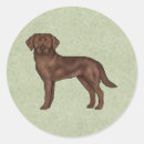 Search for chocolate lab stickers Brown