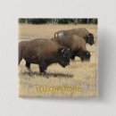 Search for buffaloes buttons Yellowstone