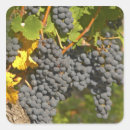 Search for grape vine stickers Winery