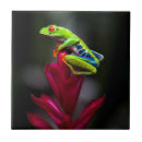 Search for frog tiles Arboreal