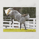 Search for equine image postcards Farm