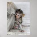 Search for macaque posters Outdoors